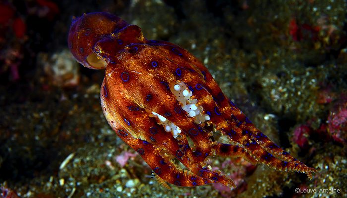 Lembeh’s Eight-Legged Wonders