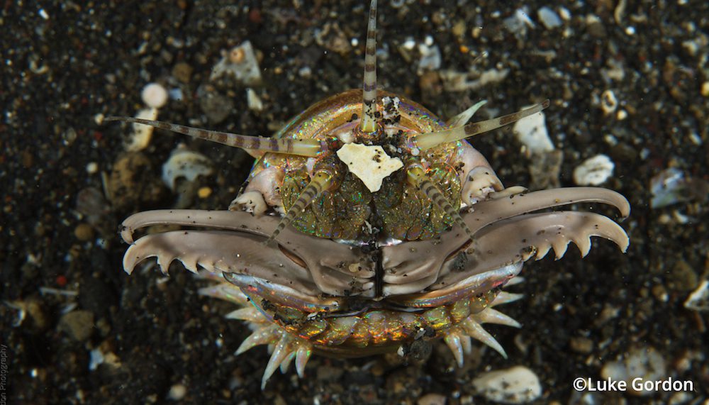 Bobbit worm Lembeh Resort Dive Resort & Spa in Lembeh Strait, North