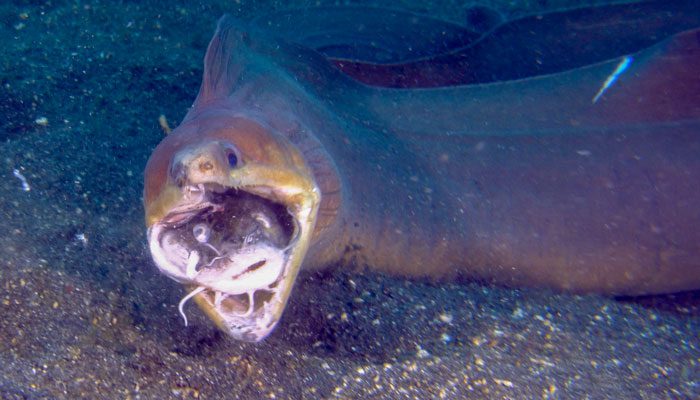 Critters of the Lembeh Strait | “Biting Off More Than You Can Chew” – The Brown Moray