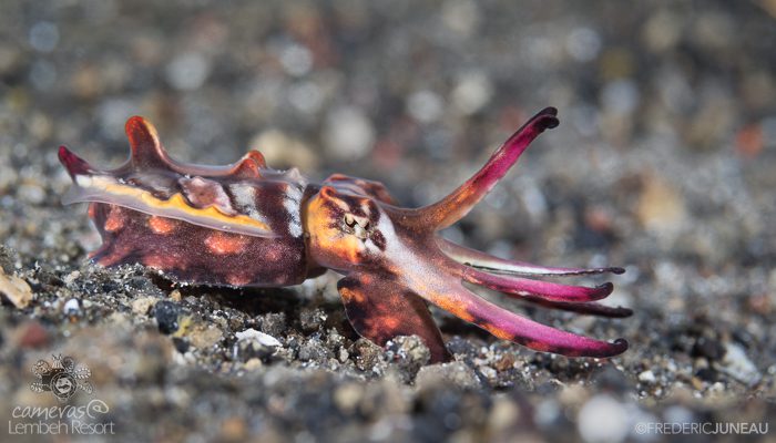 Cephalopods of the Lembeh Strait