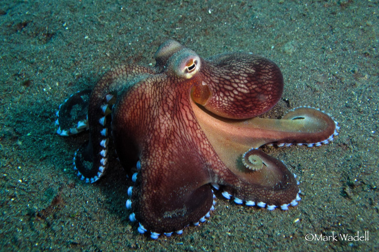 Coconut Octopus (Amphioctopus Marginatus) in Lembeh