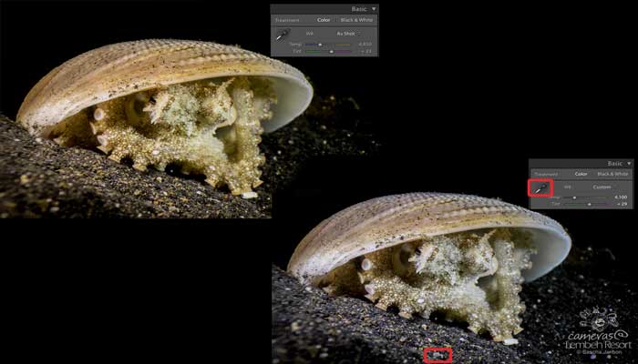 Tuesday Tips & Techniques from Photo Pro Sascha Janson #21