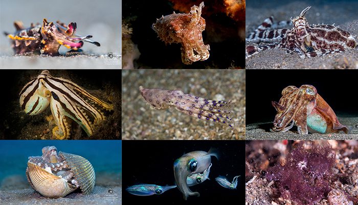 Tentacle Festival 2017 - Lembeh Strait