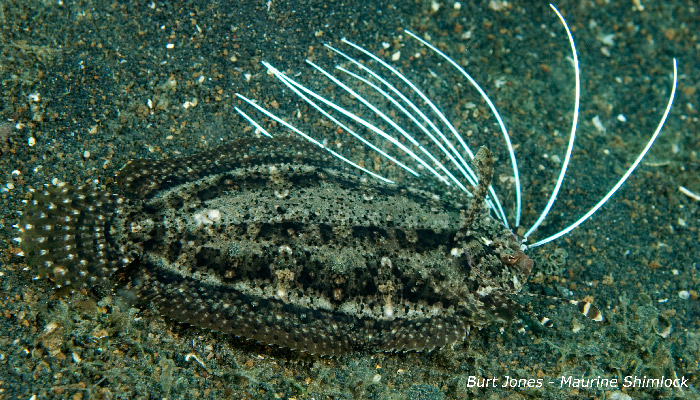 Why that Flounder Wants to Get a Little Closer
