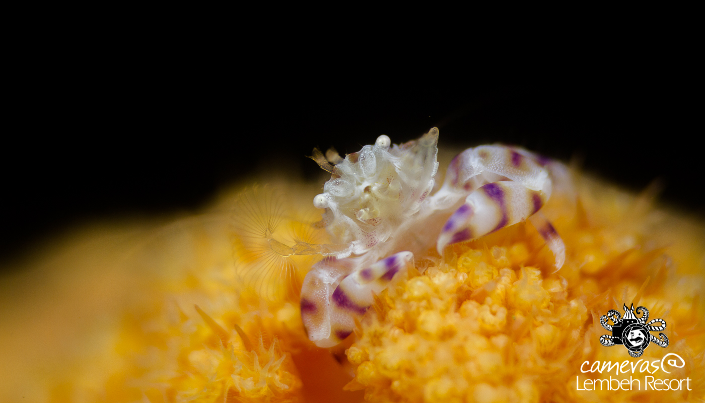 Critters of the Lembeh Strait | Episode 14 – 2015 | Crustacean Station Part 1