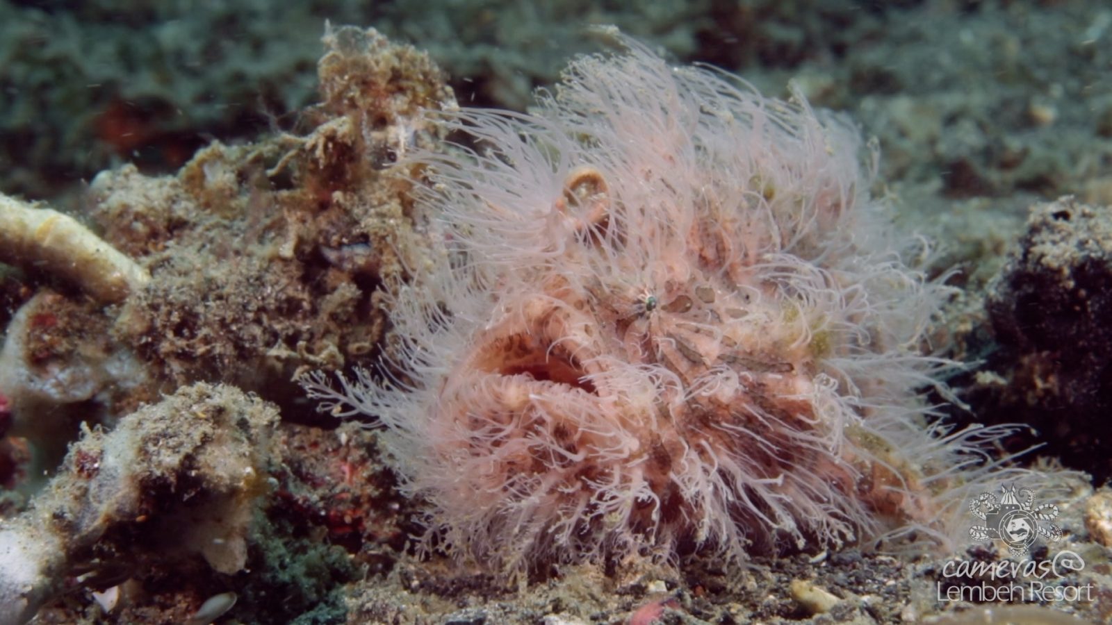 Critters of the Lembeh Strait | 2018.04 Monthly Highlights