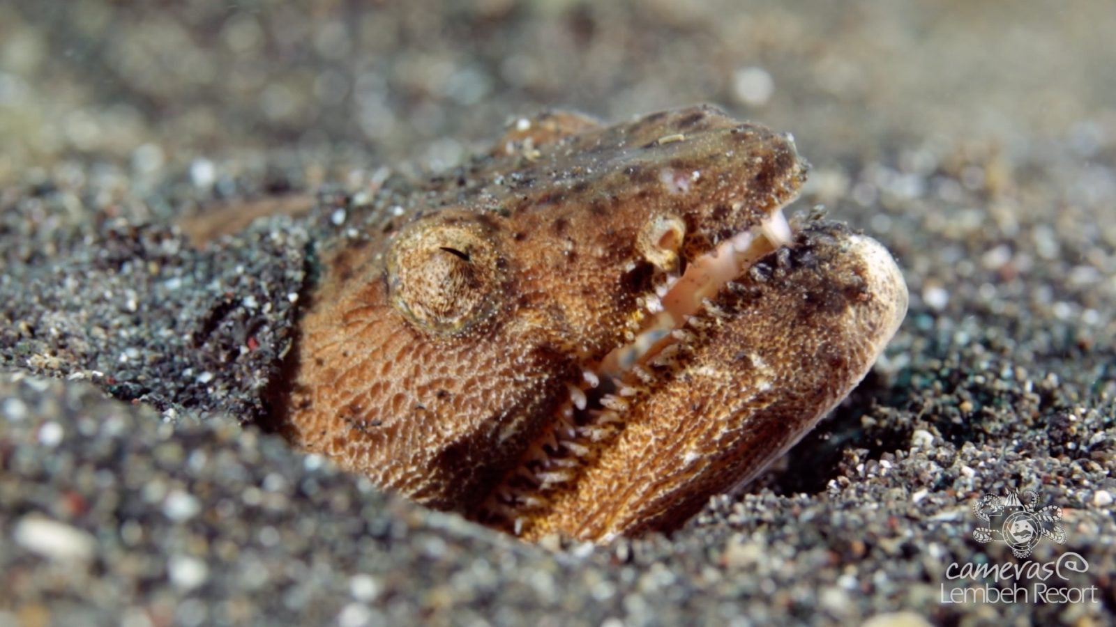 Critters of the Lembeh Strait | 2018.03 Monthly Highlights