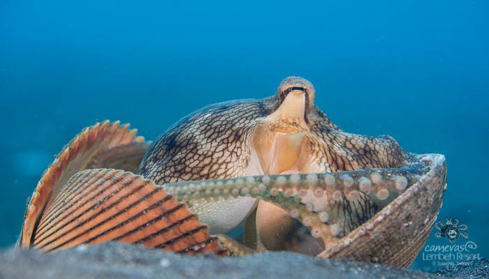 Critters of the Lembeh Strait | Episode 11 – 2016 | October Highlights
