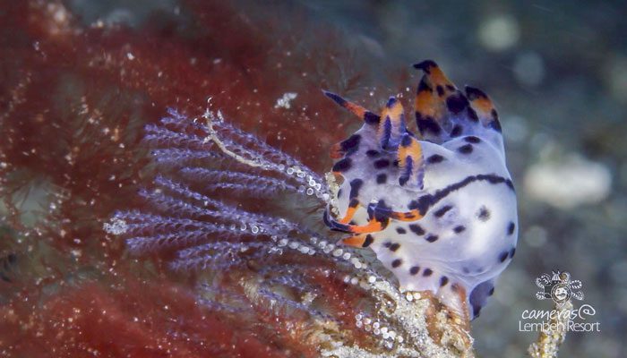 Critters of the Lembeh Strait | Episode 12 – 2016 | November Highlights