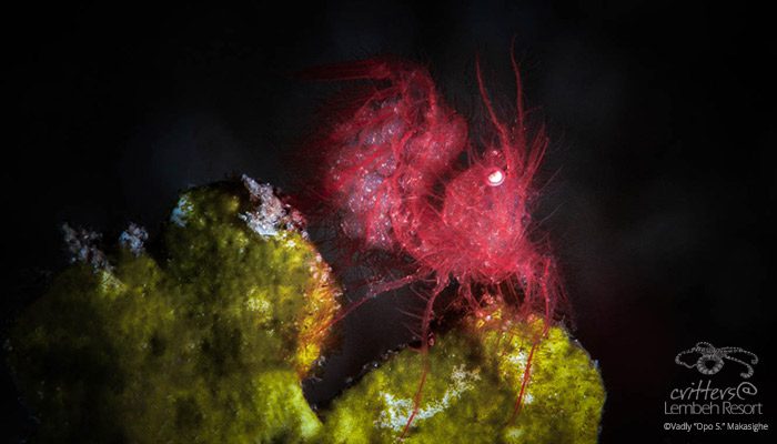 Lembeh Gulen Critter Shootout Day 4 – Invertebrate Competition Day