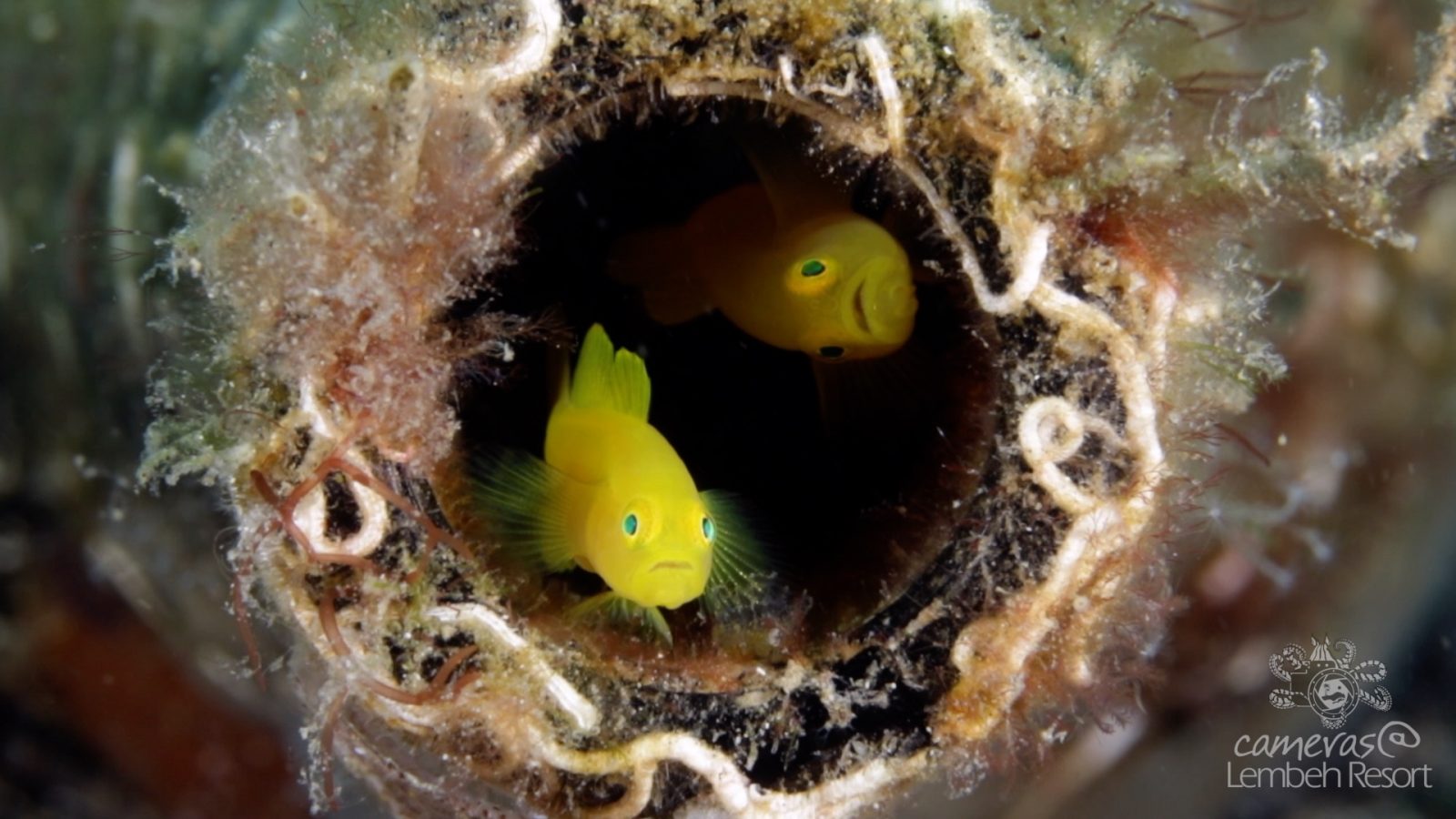 Critters of the Lembeh Strait | 2018.09 Monthly Highlights