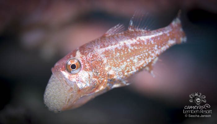 Critters of the Lembeh Strait | Episode 04 – 2016 | February Highlights