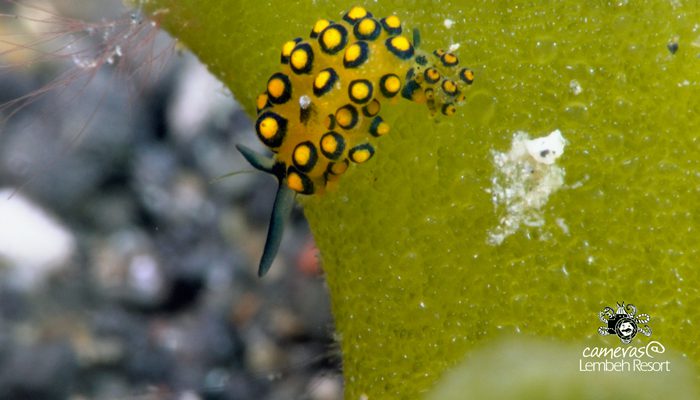 Critters of the Lembeh Strait | Episode 08 – 2016 | July Highlights