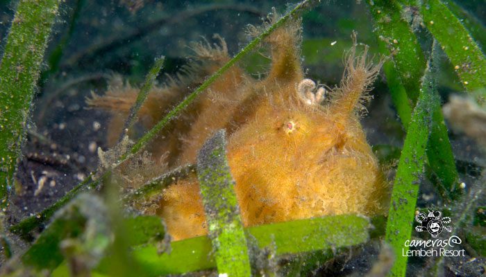 Critters of the Lembeh Strait | Episode 09 – 2016 | August Highlights