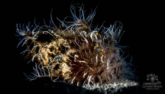 Critters of the Lembeh Strait | Episode 10 – 2016 | September Highlights