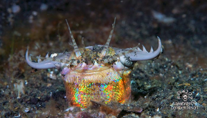 Critters of the Lembeh Strait | Episode 13 – 2016 | 2016 Highlights