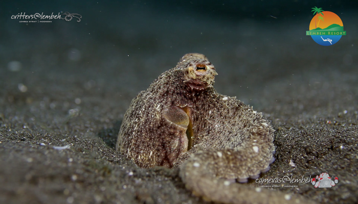 Critters of the Lembeh Strait | Episode 13/2014