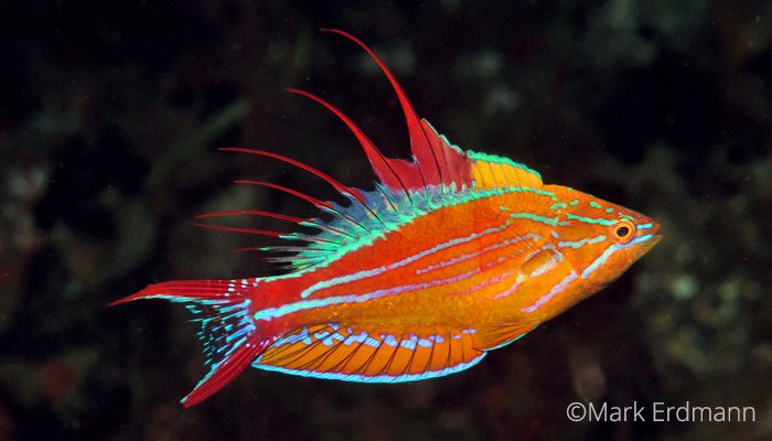The Flashers of Lembeh