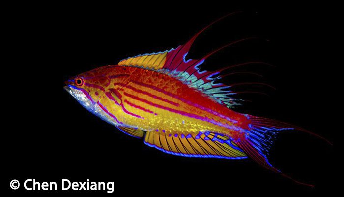 Flasher Wrasse Diving