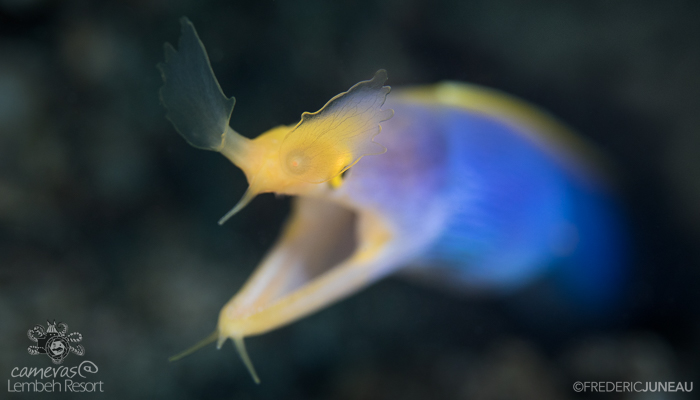 Lembeh Strait's Weirdest Critters