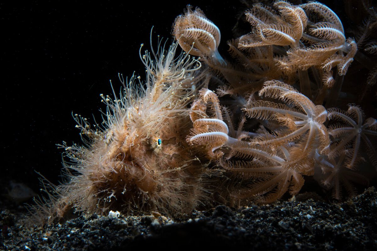 hairy frogfish lembeh workshop