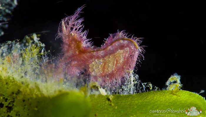 The Hairy Shrimp