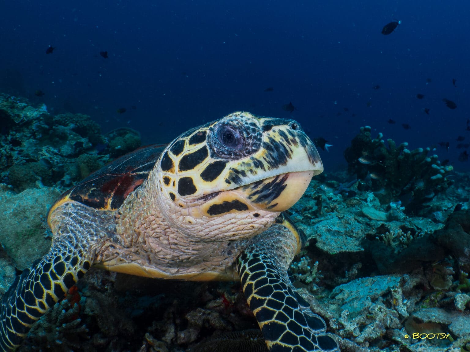 North Turtle The Importance of Sea Turtles in North Sulawesi