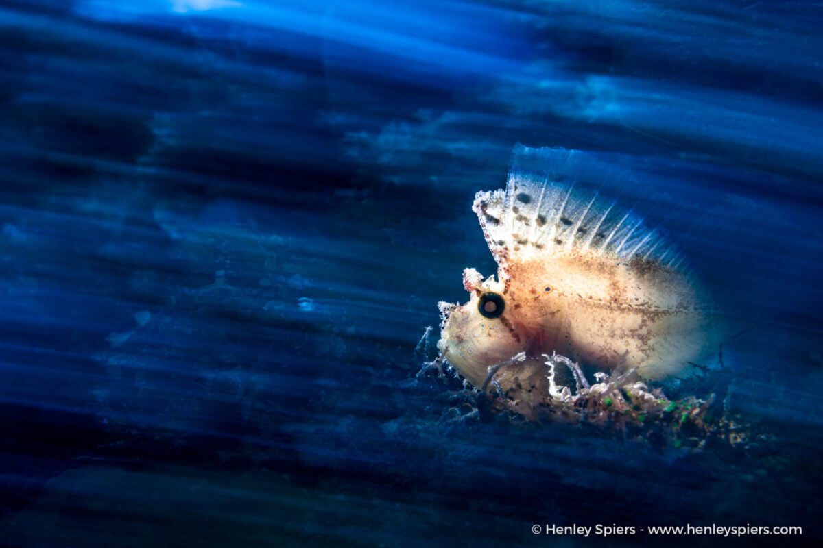Capturing Critters Lembeh