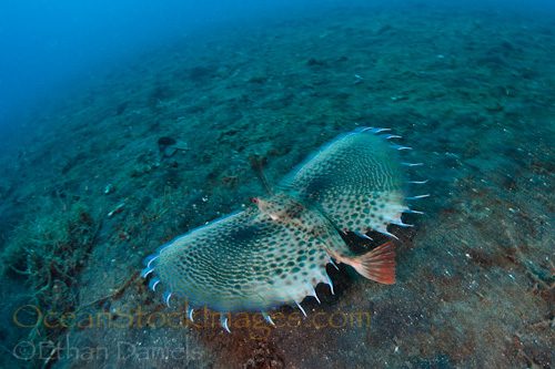 Recap from Day Four of ‘Capturing Critters @ Lembeh’