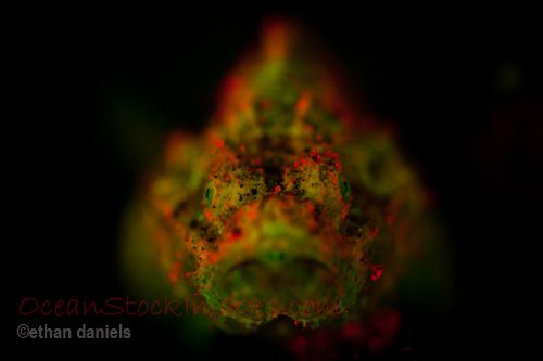 Fluorescence in Lembeh