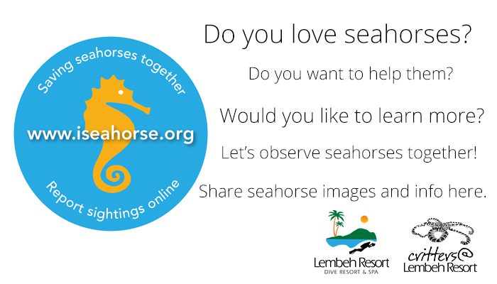 Seahorse observations online!