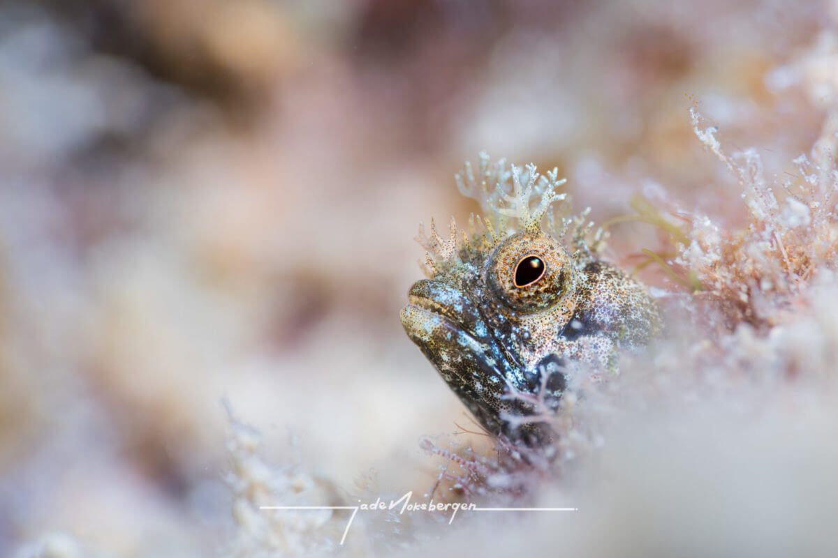 Underwater Photography Workshop