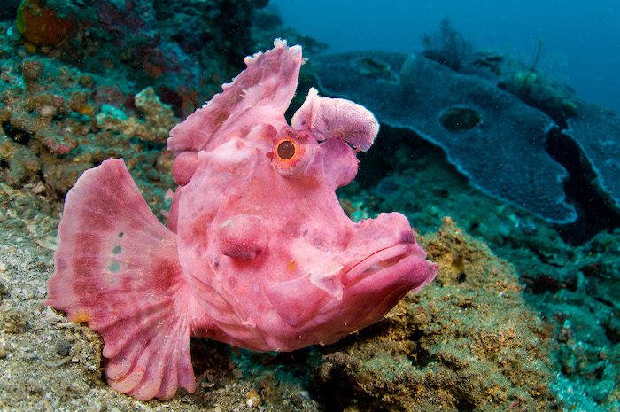 Paddle Flap Scorpionfish Rhinopias Eschmeyeri Lembeh Resort