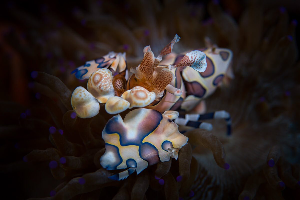 Harlequin shrimp Lembeh