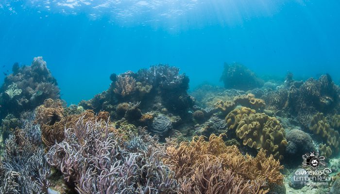 Critters of the Lembeh Strait | Episode 06 – 2016 – Reef Diving in Lembeh