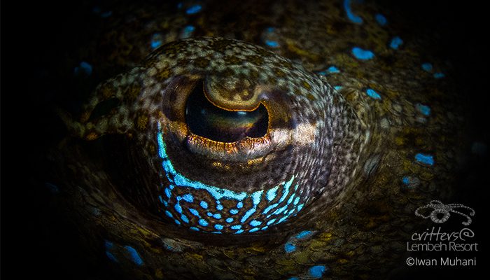 Eye Spy a Little Eye – Part II
