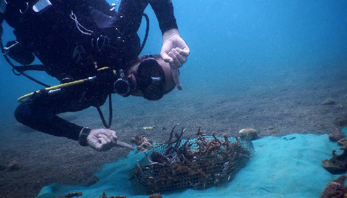 Which Species are Most Important to “Muck” Divers? – Pilot Case Study