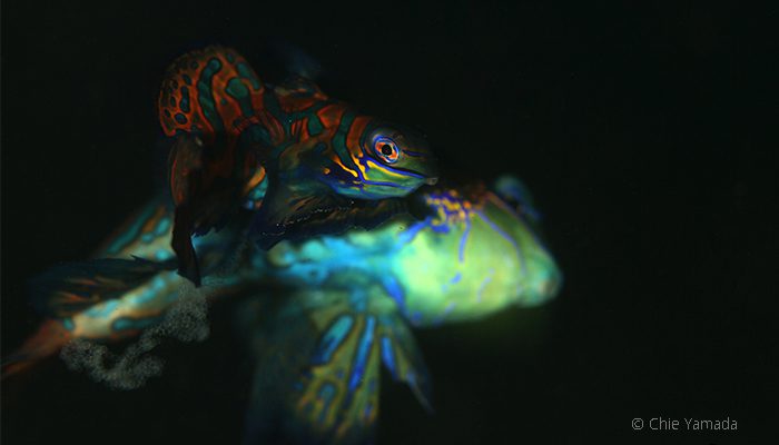 fish critter eggs in