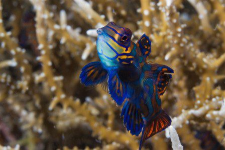 diving in lembeh lembeh
