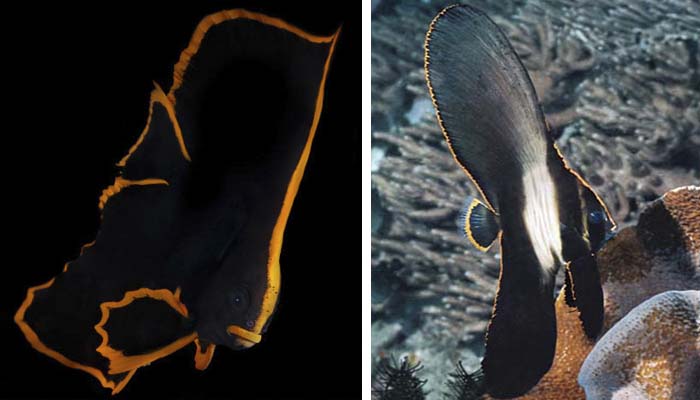 Pinnate Batfish vs. Harlequin Sweetlips - Lembeh Resort Dive Resort ...
