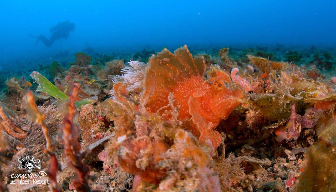 Critters of the Lembeh Strait – The Paddle-flap scorpionfish (Rhinopias eschmeyeri)