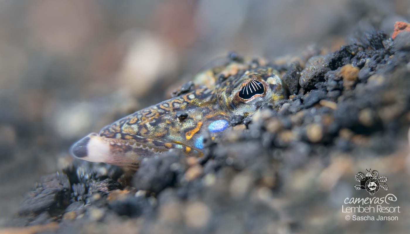 Critters of the Lembeh Strait | 2017 May Highlights