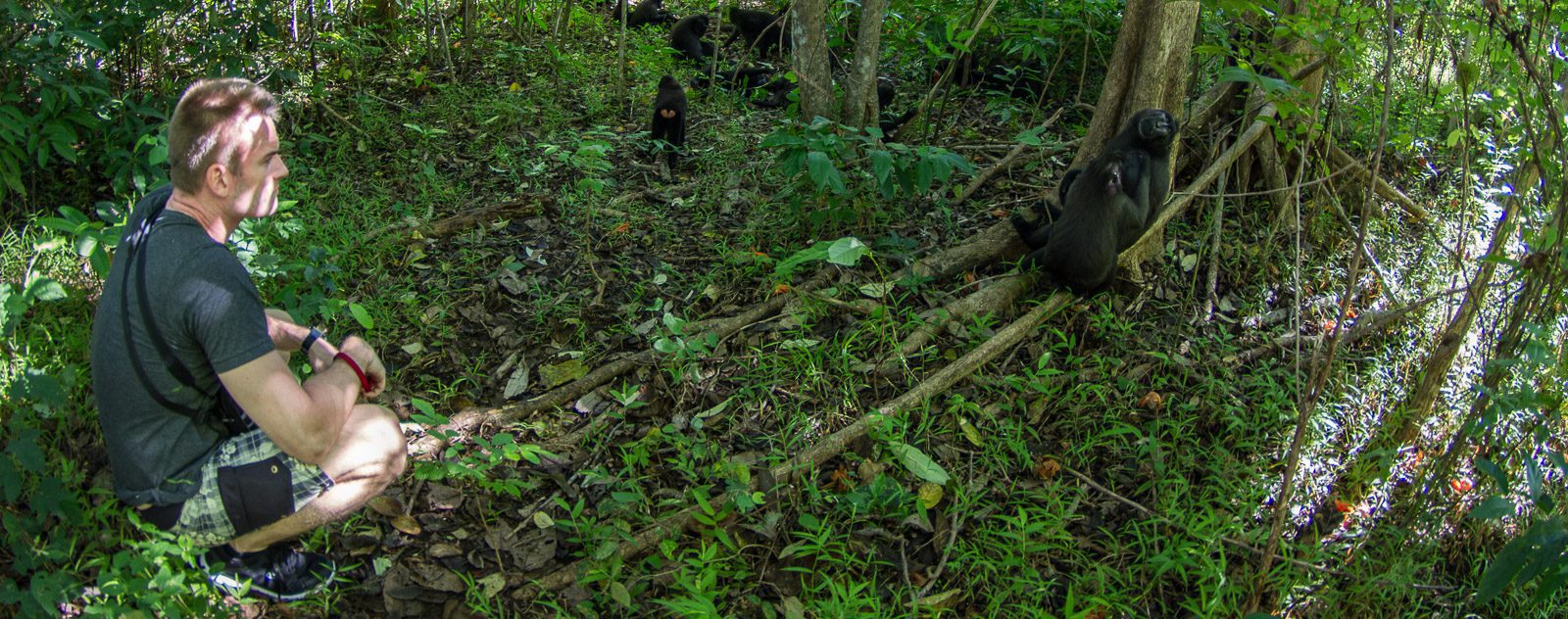 Black Macaques in Tangkoko