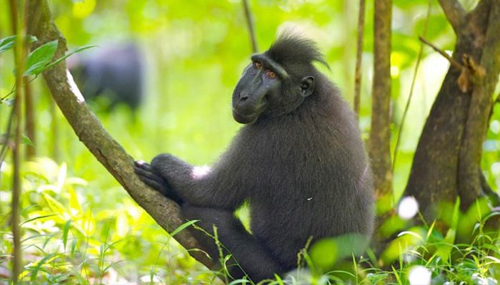 The Sulawesi Black Macaques of Tangkoko