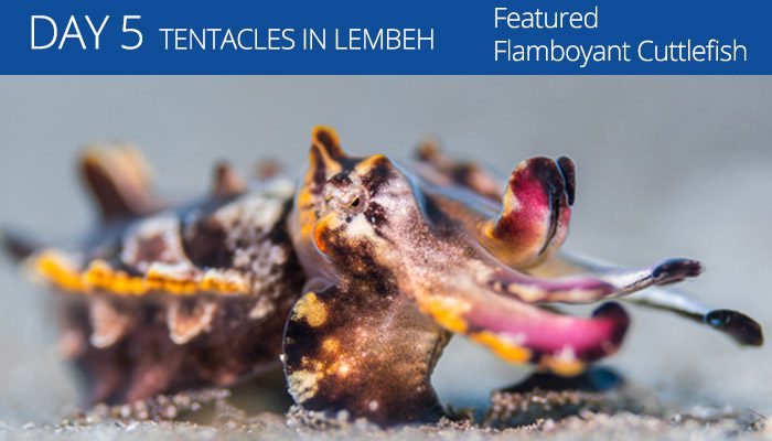 Tentacle Festival - Lembeh Resort - Lembeh Strait