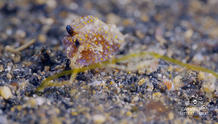 Critters of the Lembeh Strait | SEA WARS – The Skeleton Shrimp Strikes Back