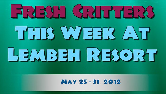 View this week’s Muck Diving in Lembeh Strait video