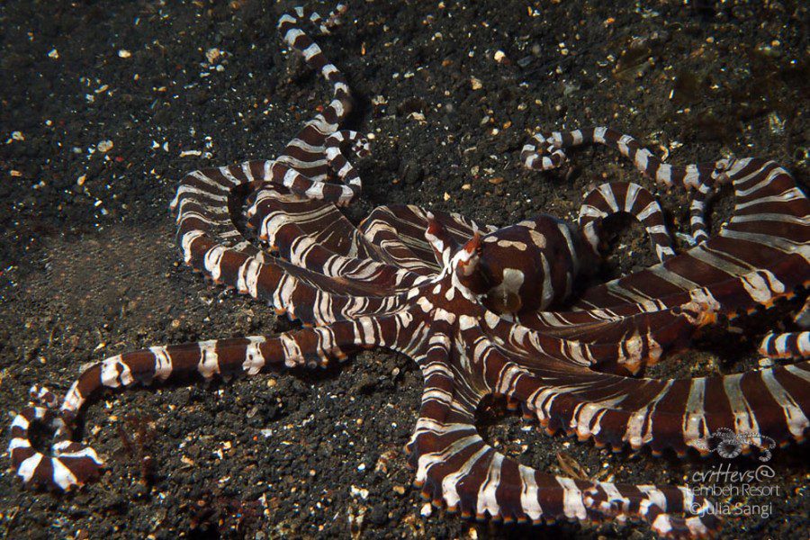 Wunderpusoctopus  lembeh resort dive resort  spa in lembeh strait