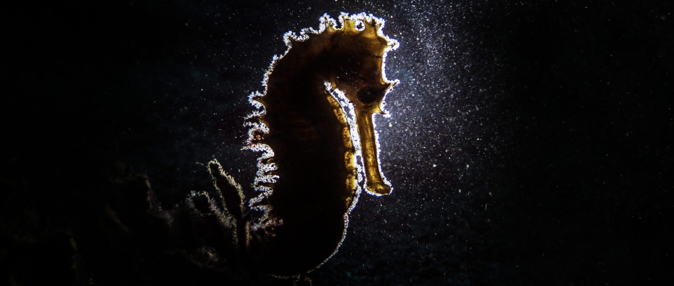 Macro Underwater Photography with Scott Gutsy Tuason