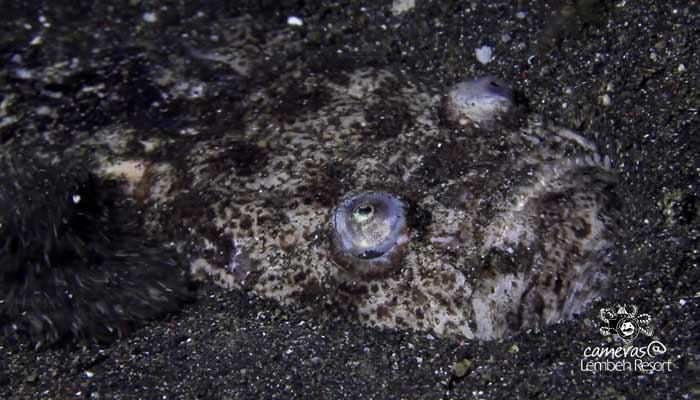 Critters of the Lembeh Strait | Episode 09 – 2015 | Things That Go Bump In The Night Part 2